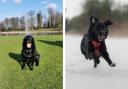 Molly and Bari are two of our 10 finalists for the Perfect Pets competition