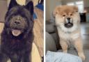 Chow Chows Medusa and Bear are among our Perfect Pets competition finalists