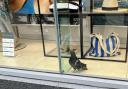 The pigeon flew into the Primark window on bank holiday Monday.