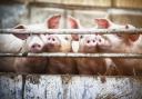 The owners of a pig farm in Wiltshire denied 11 charges accusing them of breaching animal welfare laws