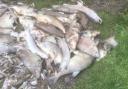 Dead fish piled up at Peatmoor