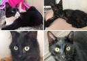 Four cats from one Swindon street have died after being 'poisoned'