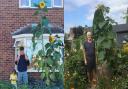 Swindon's residents have been growing huge sunflowers this year.