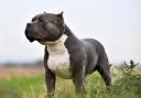 Should the American XL Bully Dog be banned?