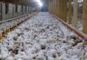 The British Hen Welfare Trust is on a mission to rehome its one millionth hen