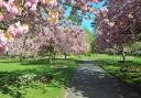 Cherry blossom in Town Gardens