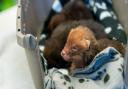 A litter of fox cubs has been rescued after being found abandoned
