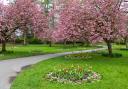 Cherry blossom in Swindon's Town Gardens