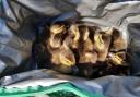 Police on the M4 near Swindon rescued nine ducklings.