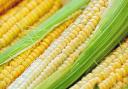 Bank holiday tips - how to barbecue corn on the cob properly