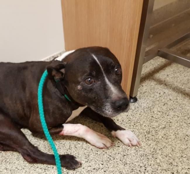 A stray dog with an injured tail found in Pinehurst in October