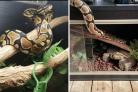 Wilson the snake caused a stir when he escaped from his Moredon home for four days