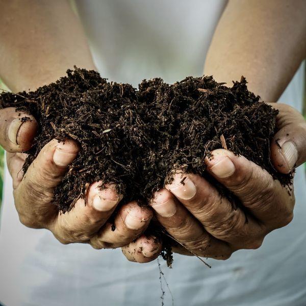 Sales of peat compost to be banned
