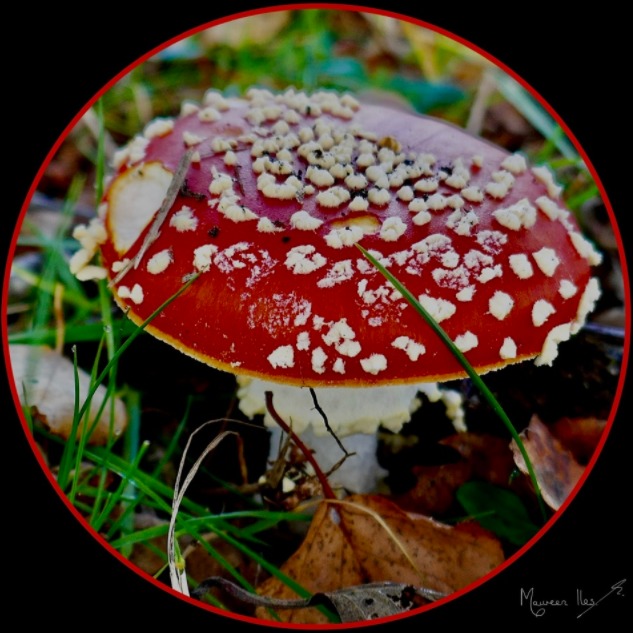 A toadstool at Coate Water photographed by Maureen Iles