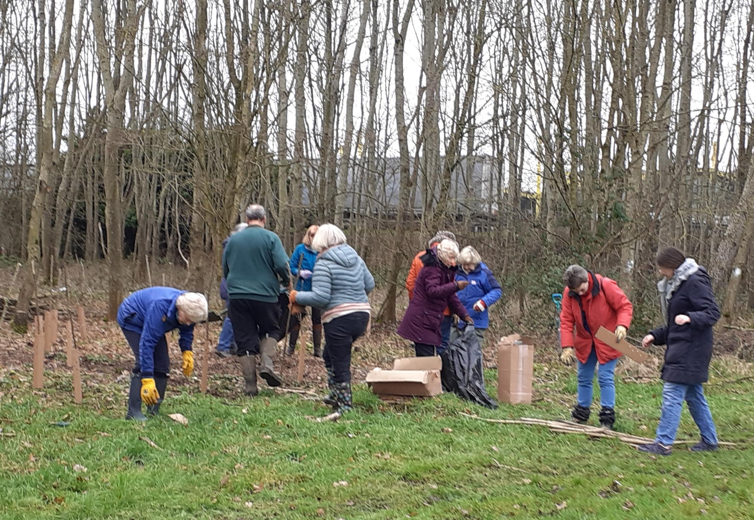 More than 100 wild cherry trees planted in Swindon nature reserve by Soroptimists Swindon Advertiser