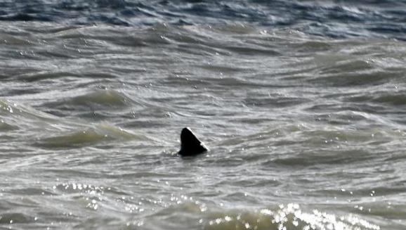 Swindon Advertiser: A fin of a 'great white shark' has been spotted just yards off the coast from a popular beach, it has been claimed