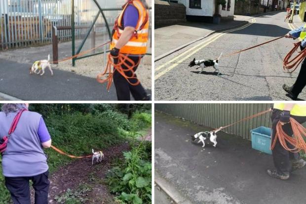 Swindon Advertiser: Sniffer dog team helping in the search for Stan