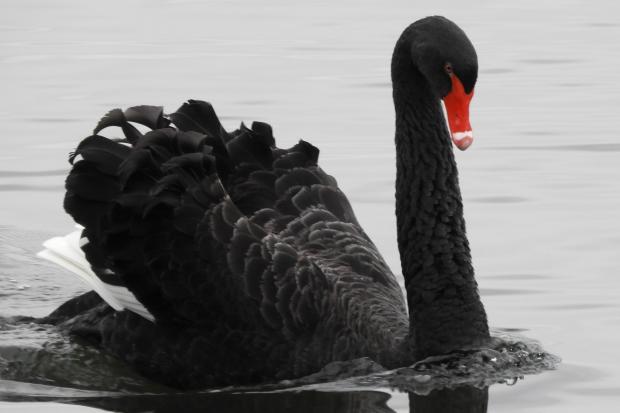 The black swan at Coate Water, pictured by Camera Club member Lisa Kinghorn