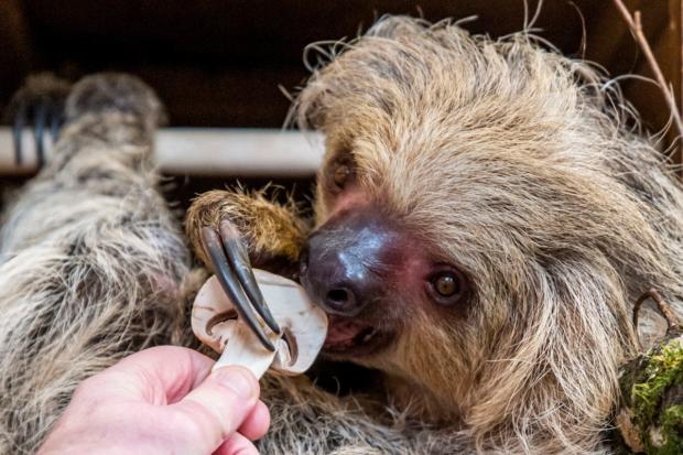 Truffles the sloth eating a mushroom.