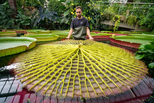 Botanical Horticulturalist Alberto Trinco with an upturned leaf from Kew Garden’s giant water lilies Victoria Amazonica which are the world’s largest water lily species, as the Royal Botanic Gardens Kew, in Richmond, London, celebrates another