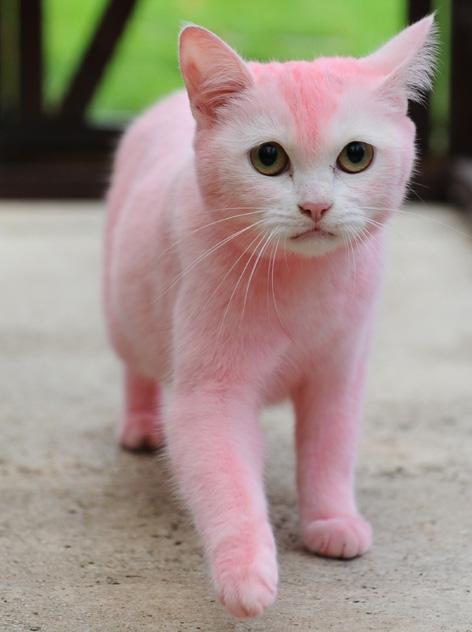 Cat Dyed Pink In Sick Prank Swindon Advertiser