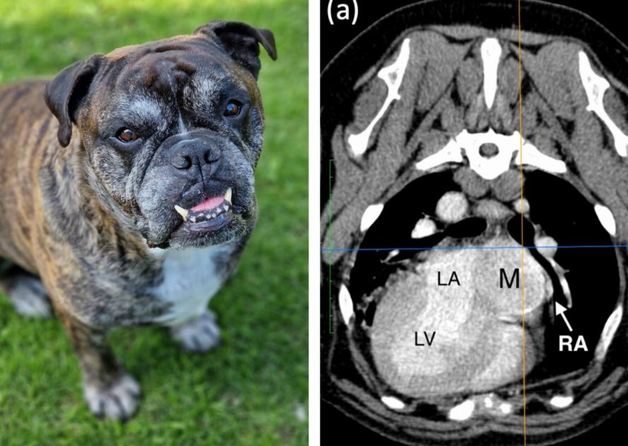 Pioneering surgery by Swindon vets heals dog’s broken heart