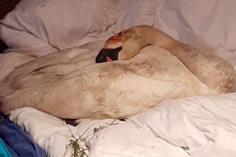 Fears for swan family after dad put down following ‘vicious attack’