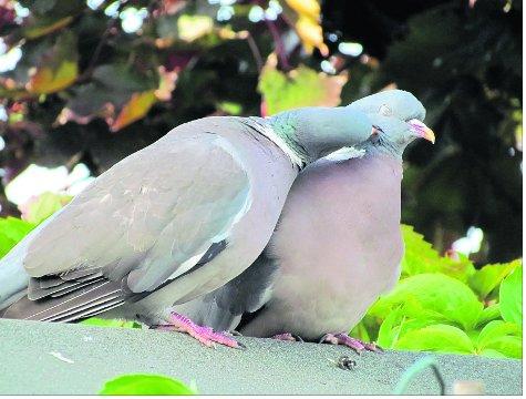 Swindon Advertiser's readers get snap happy when they are out and about.
 Pigeons in love
Picture: Rich Harvey