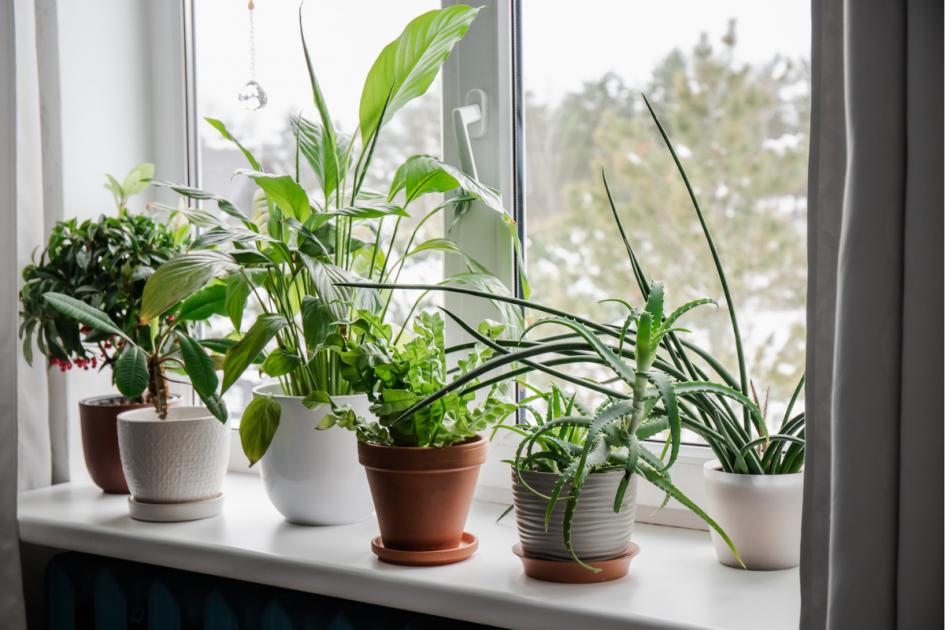 7 houseplants that can get rid of unpleasant odors in your home