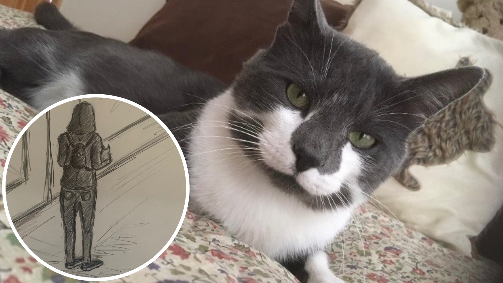 Royal Wootton Bassett cat 'stolen' from Sainsbury's found - Vimarsana News