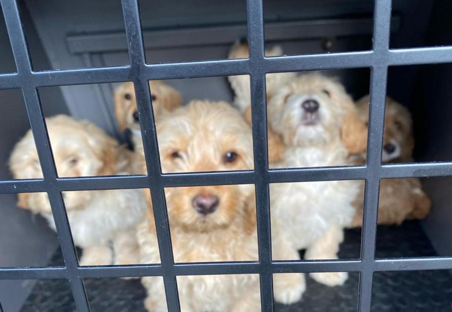 Council searching for owner of puppies found in rain 