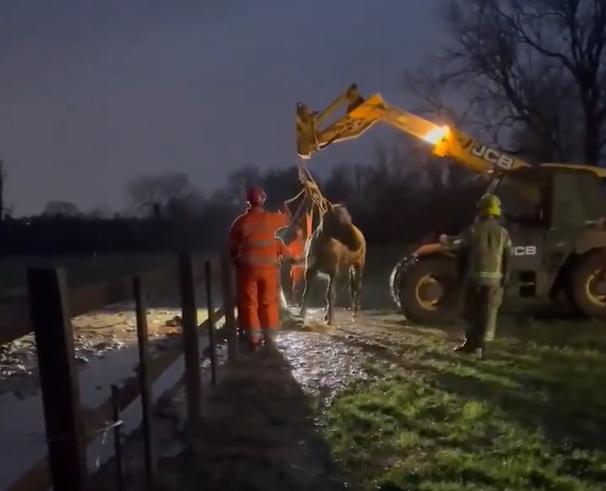 Digger used to free stuck horse in Hannington 