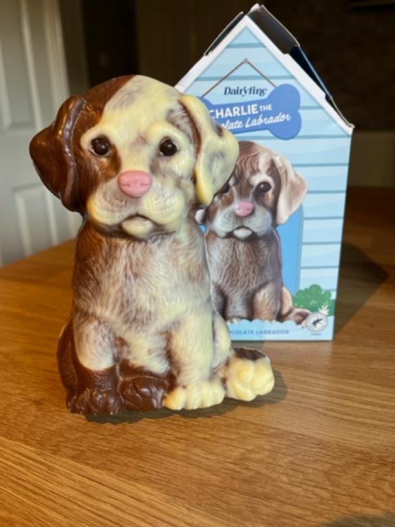 Swindon Advertiser: You can buy your own Charlie the Chocolate Labrador at Aldi Swindon Advertiser: You can buy your own Charlie the Chocolate Labrador at Aldi