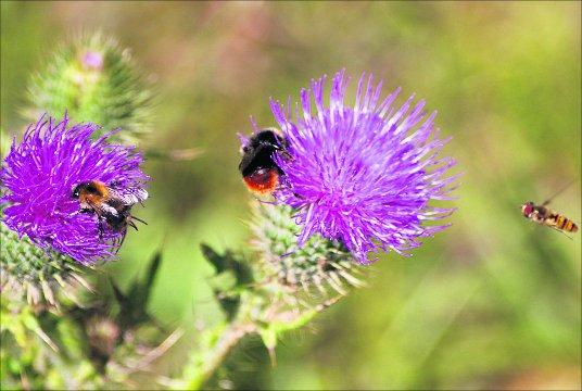 Swindon Advertiser's readers get snap happy when they are out and about.
Busy bees at work 
Picture: Steve Newell