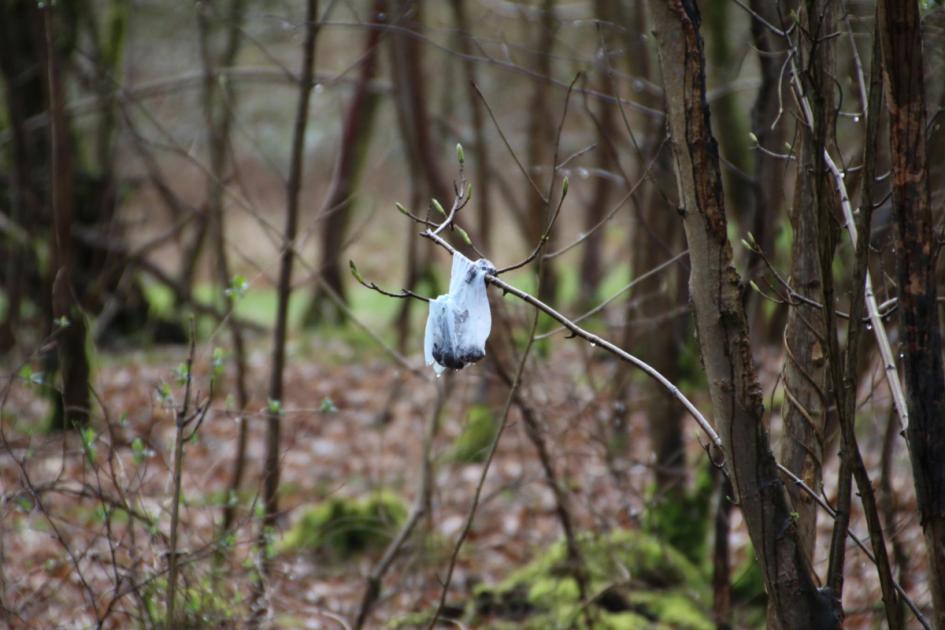 Dog poo hung from trees in ancient Savernake Forest 
