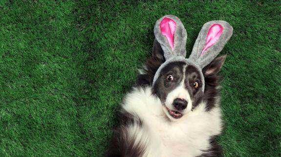Swindon Advertiser: One vet practice in Swindon saw a 95 per cent increase in emergency visits last Easter weekend. Swindon Advertiser: One vet practice in Swindon saw a 95 per cent increase in emergency visits last Easter weekend.