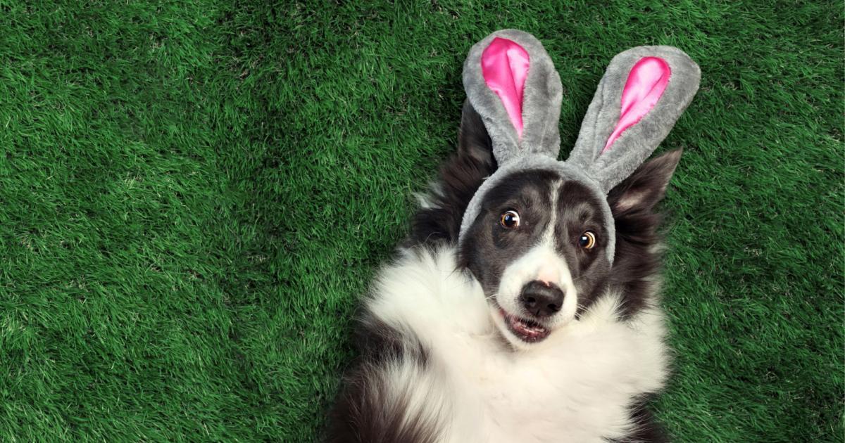 Vet reveals the five hidden dangers to your pets this Easter - Vimarsana News