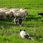 Smudge , Winston and Star help move the elite ram lambs