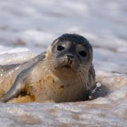 Vijay Patel spotted this common seal pup sunbathing in Norfolk