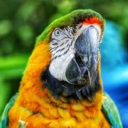 Amy Macey met this colourful character at Longleat