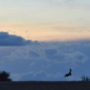 A deer bounces over the horizon, by Jim Jims