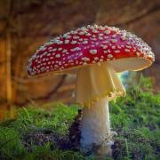 Pretty as it is in Phil Jefferies’ picture fly agaric contains an acid that attracts and killed flies