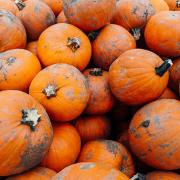 Where to pick your Halloween pumpkins in Wiltshire