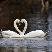 Helen Sly captured these swans making a perfect heart shape