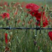 Steve Bessent barbed wire and poppies has echoes of the battlefield