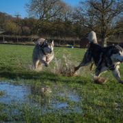 Khaleesi and Aslan have a splashing good time in waterlogged fields, by Charlotte Boswell