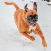 Walter Koza's dog hurtles over the snow