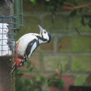 A woodpecker enjoys a snack