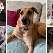 5 dogs available for adoption. Credit: S N Dogs