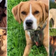 5 dogs looking for forever homes. Credit: S N Dogs